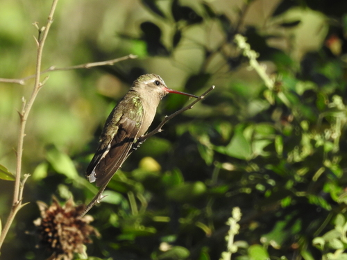 Dusky Hummingbird