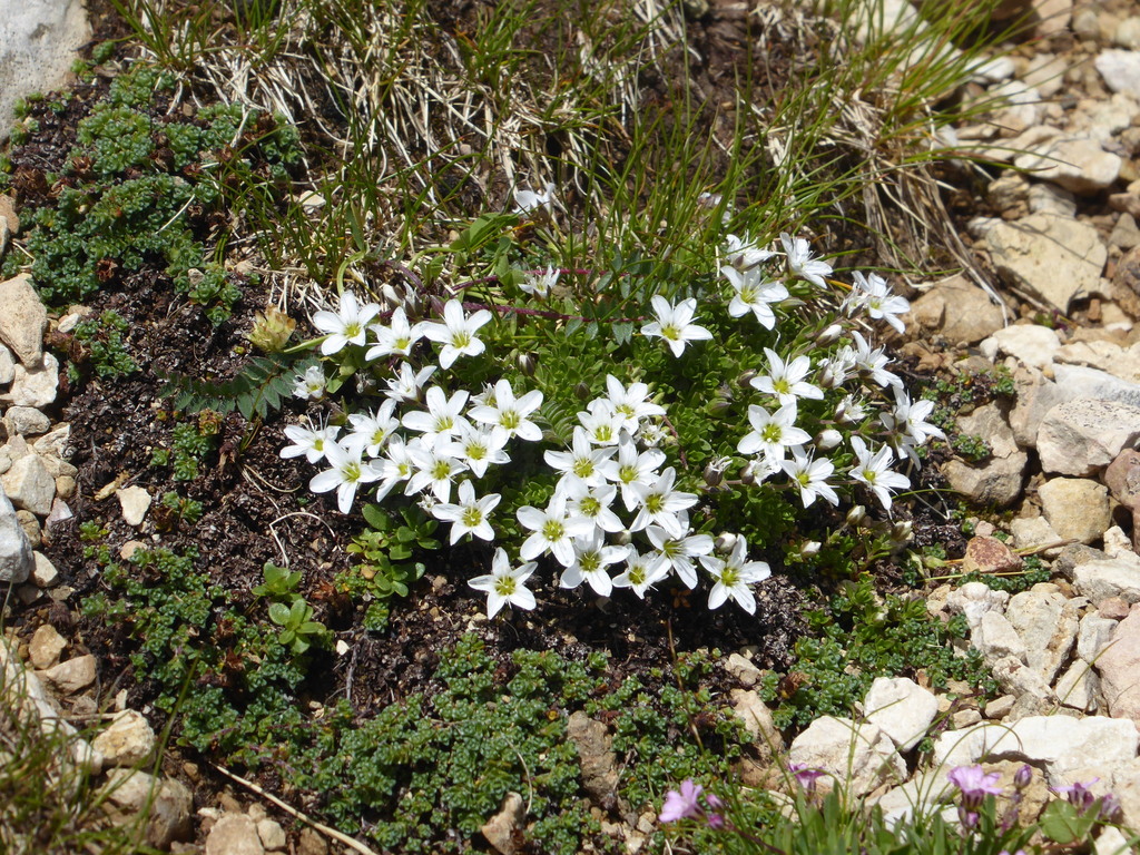 Fringed Sandwort from Provincia autonoma di Trento, Italia on August 6 ...