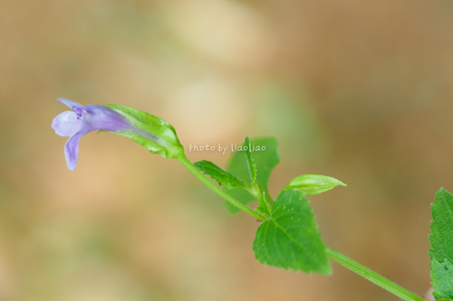 Asiatic Wishbone Flower