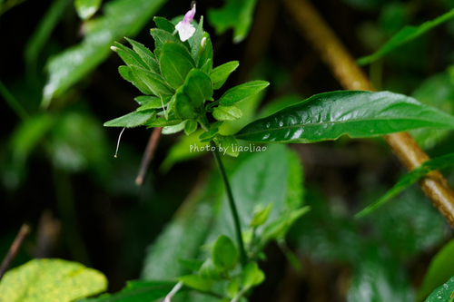 Chinese Dicliptera
