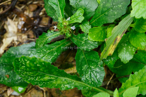 Decumbent Bugle