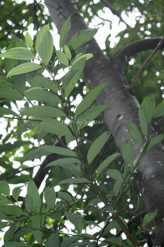 Cinnamomum subavenium