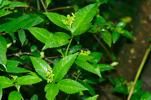 Glabrous Sarcandra Herb