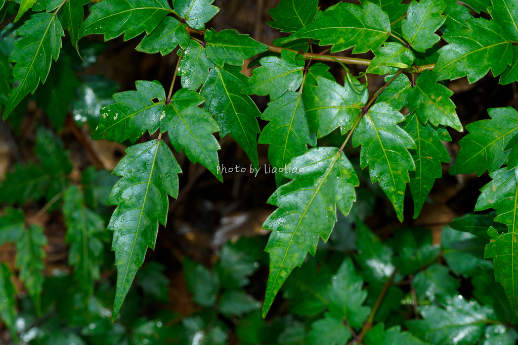 Nekemias grossedentata (Nekemias grossedentata)