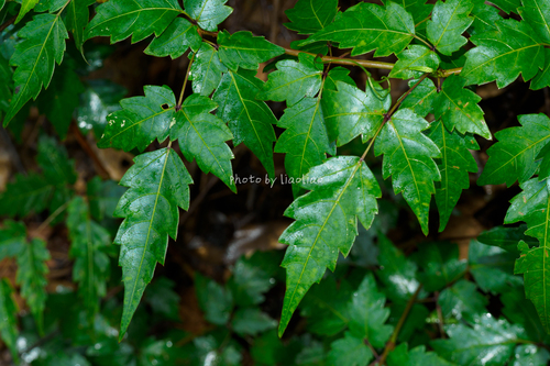 Ampelopsis grossedentata