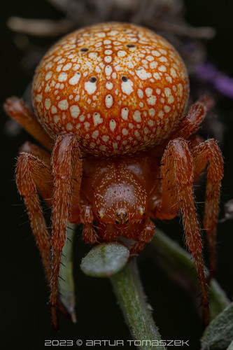 Strawberry Spider