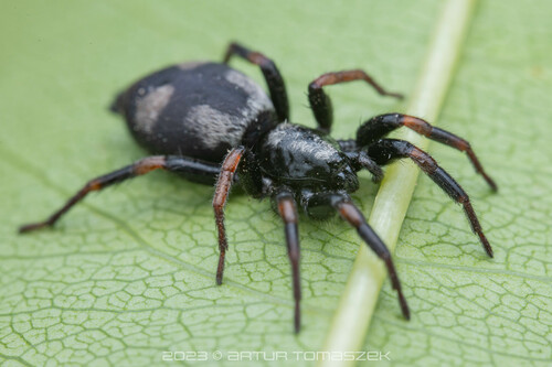 Kishidaia conspicua