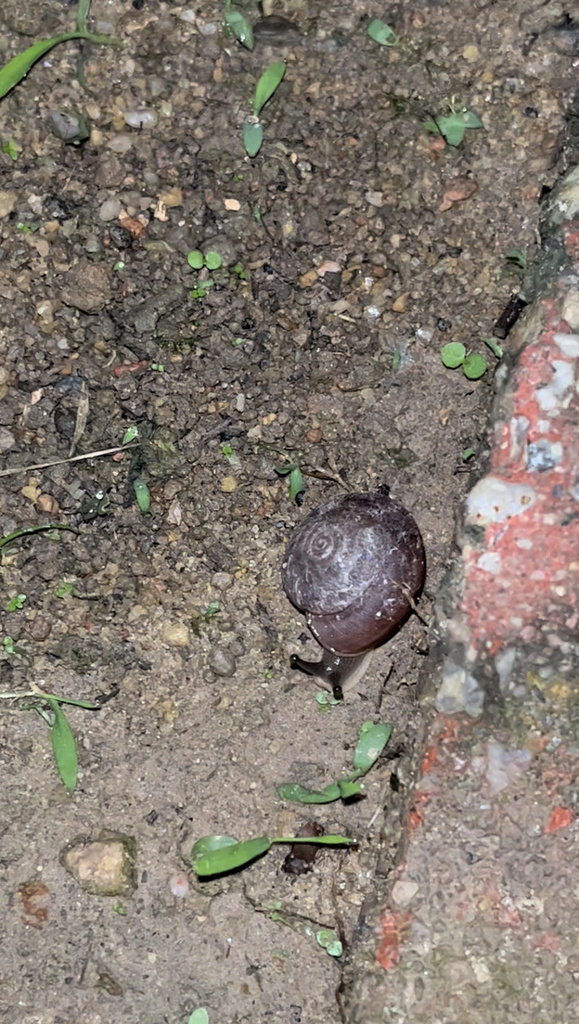 Blinking Snail from Jalan Maarof, 吉隆坡, Kuala Lumpur, MY on August 12