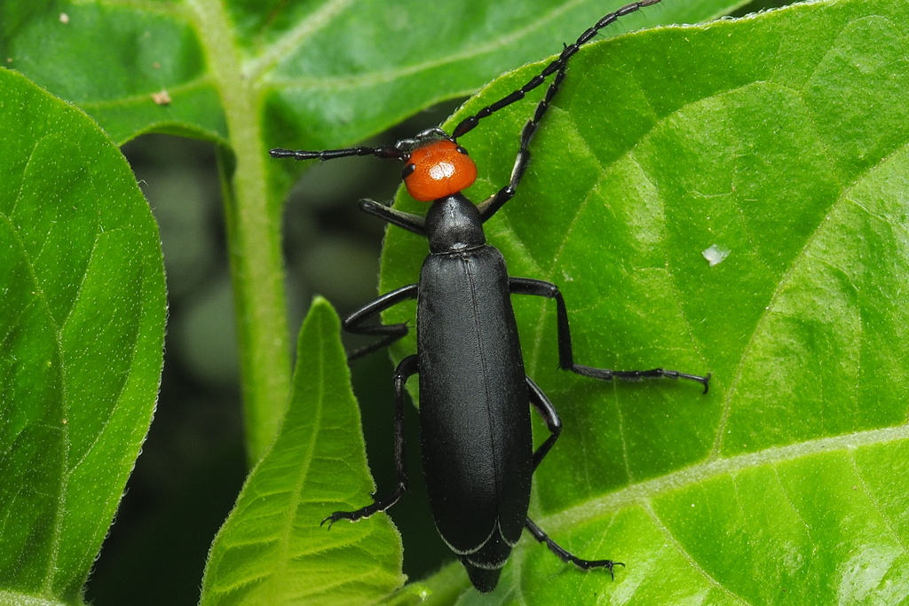 Epicauta hirticornis from 台灣新竹縣 on August 10, 2023 at 0941 AM by 湯淑珍