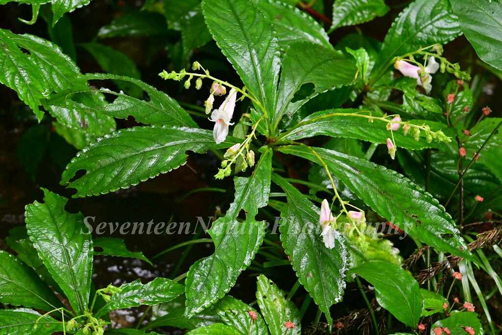 Impatiens wilsonii in August 2023 by 石柒 · iNaturalist