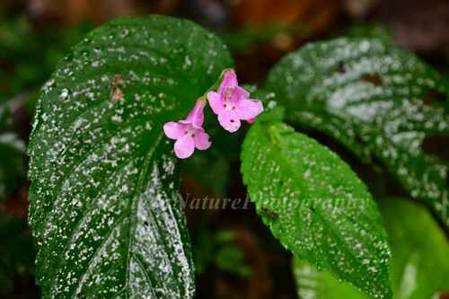 Whytockia wilsonii