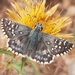 Rosy Grizzled Skipper - Photo (c) Alexandre Vanderyeught, all rights reserved, uploaded by Alexandre Vanderyeught