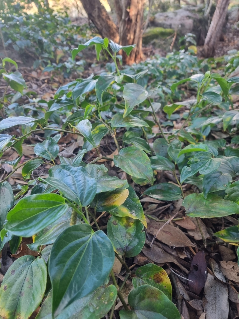 australian-pepper-vine-from-bangalee-nsw-2541-australia-on-august-17