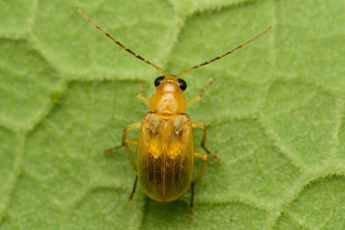 Monolepta shirozui · iNaturalist Mexico