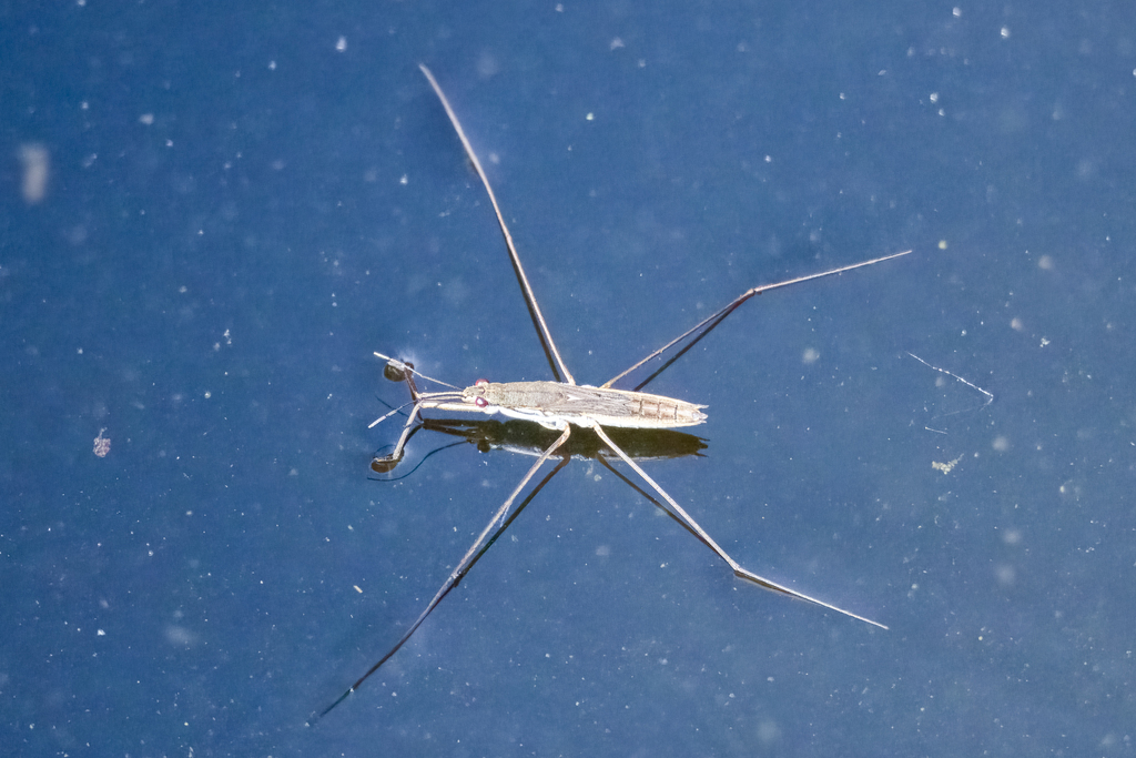 Lake Pondskater From Shunyi District Beijing China On July 10 2023 lake-pondskater-from-shunyi-district-beijing-china-on-july-10-2023