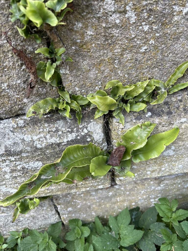 Hart'stongue fern from Mather Road, Newark, England, GB on August 17