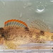 Sunburst Darter - Photo (c) Dustin Lynch, all rights reserved, uploaded by Dustin Lynch