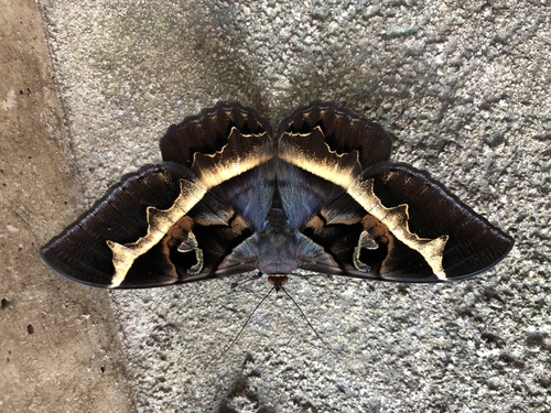 Cyligramma disturbans