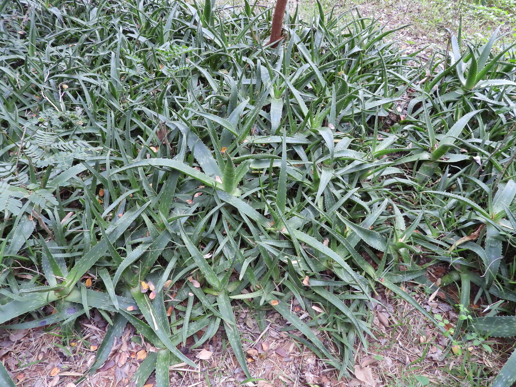 aloe vera from Ramakrishnanagar, Mysuru, Karnataka, India on August 17 ...