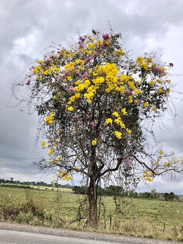 yellow poui