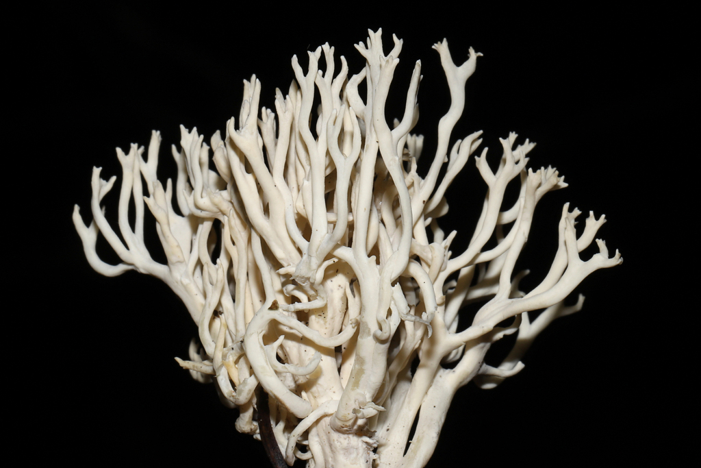Bleachy Lentaria in August 2023 by Flown Kimmerling. tentative ID. Growing in ...