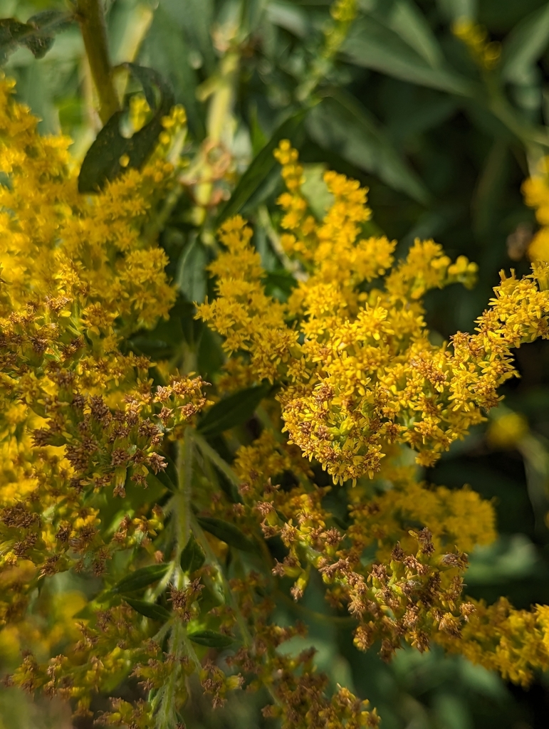 common wrinkle-leaved goldenrod from H87C+57 Waterfront point ...