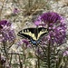 Papilio machaon brucei - Photo (c) rob_sparks, todos os direitos reservados