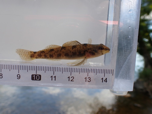 Southern Tessellated Darter