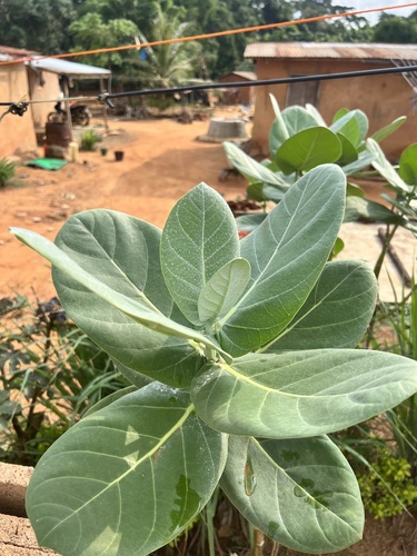 giant milkweed