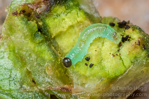 Willow Redgall Sawfly