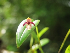 Pleurothallis sanchoi image