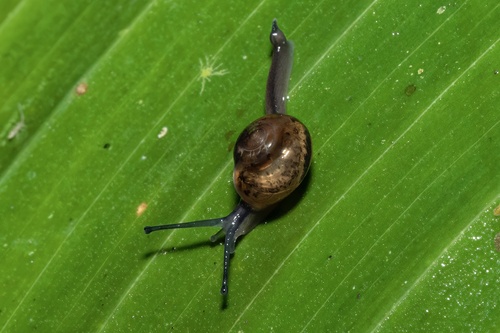 Jumping Snail