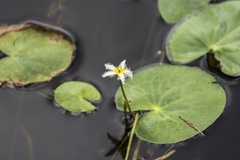 Nymphoides indica image