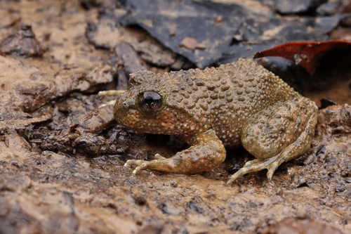 Yunnan Spiny Frog