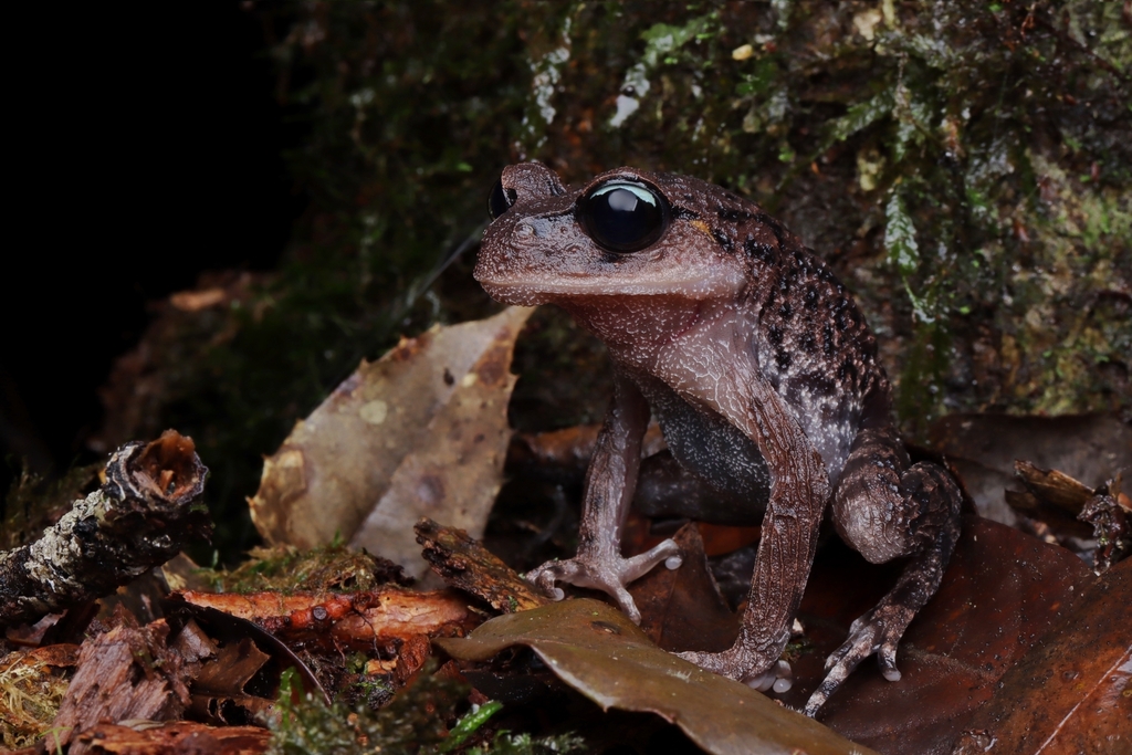 Ailao spiny toad in August 2023 by Spark · iNaturalist