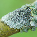 Rosette Lichens - Photo (c) Tig, all rights reserved, uploaded by Tig