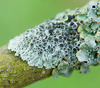 Button Lichens, Rosette Lichens, and Allies - Photo (c) Tig, all rights reserved, uploaded by Tig