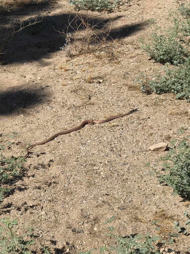 Coachwhip from Sky Harbor, Yucca Valley, CA, US on August 17, 2023 at