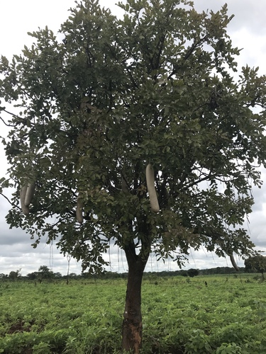 Sausage tree