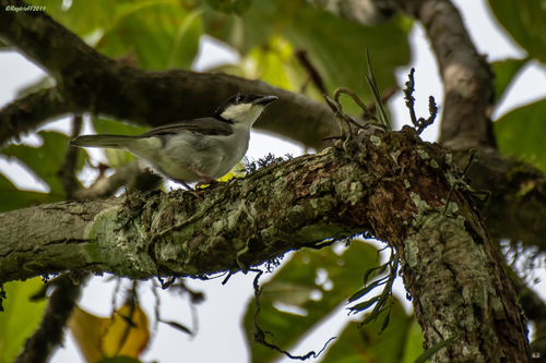 Pink-footed Puffback