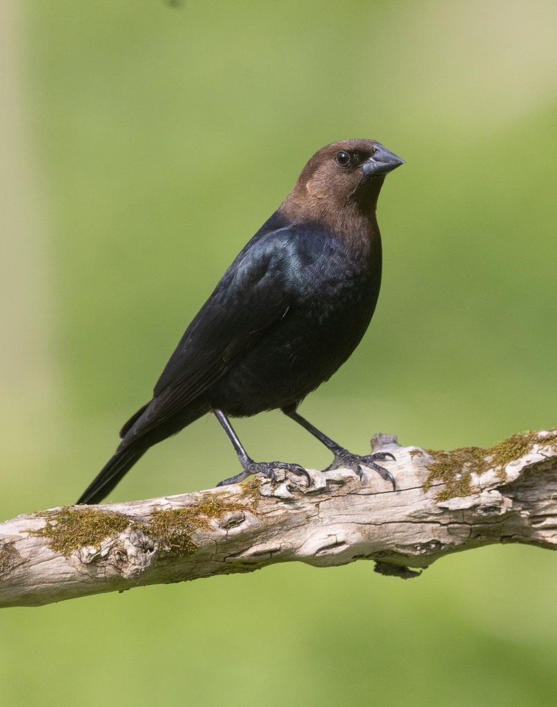 Brown-headed Cowbird from Woodstock, ON, Canada on April 26, 2021 at 03 ...