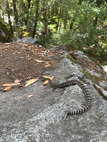 iNaturalist observation photo of Northern Pacific Rattlesnake