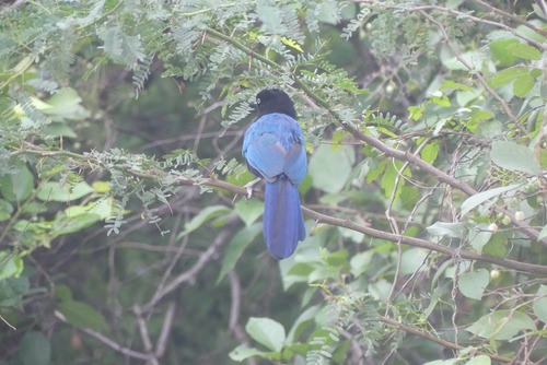 San Blas Jay (Cyanocorax sanblasianus)