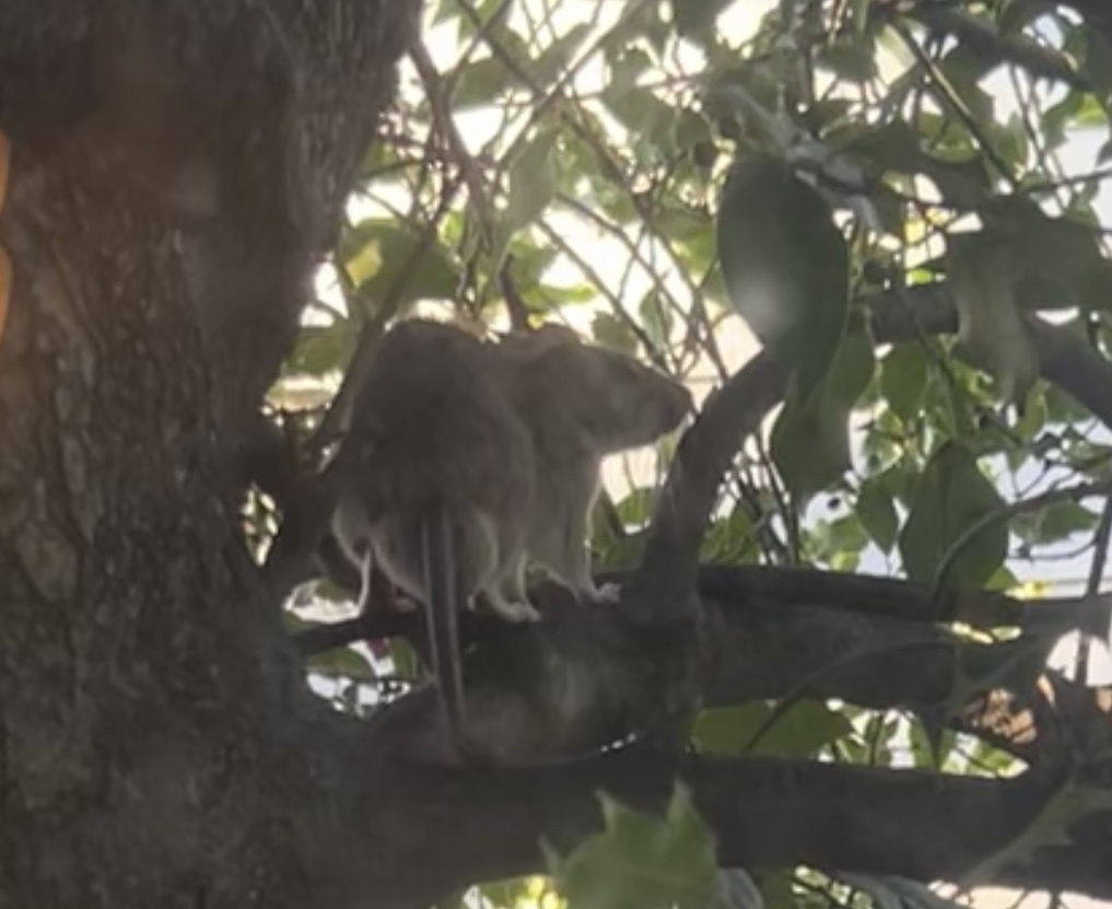 Brown Rat from 7th Ave NE, Seattle, WA, US on August 17, 2023 at 07:08 ...