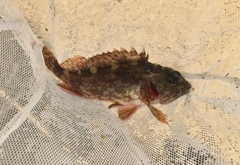 Scorpion Fish