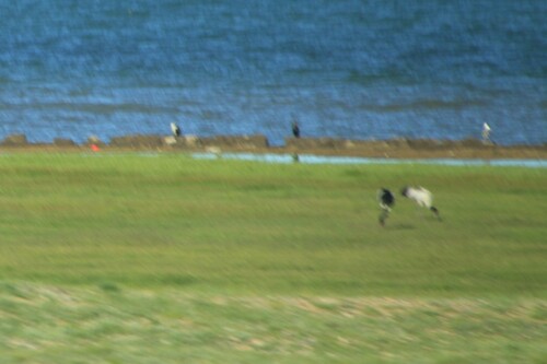 Black-necked Crane