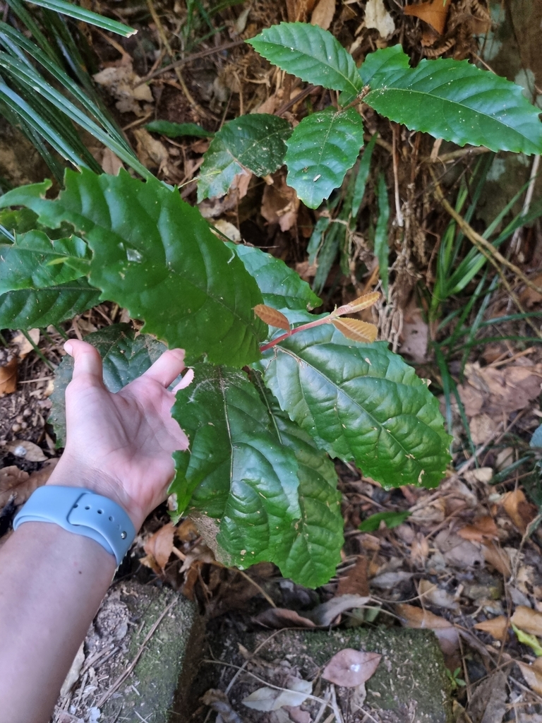 Sloanea from Conondale National Park on August 14, 2023 at 0118 PM by