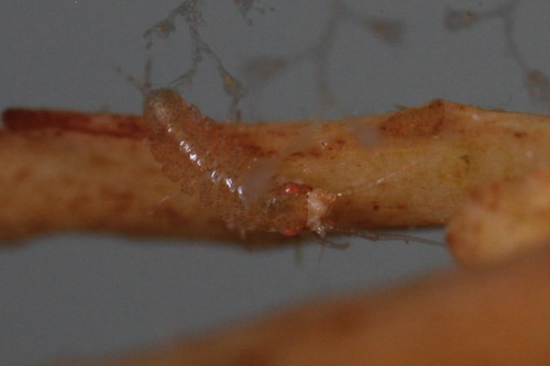 Carpias minutus