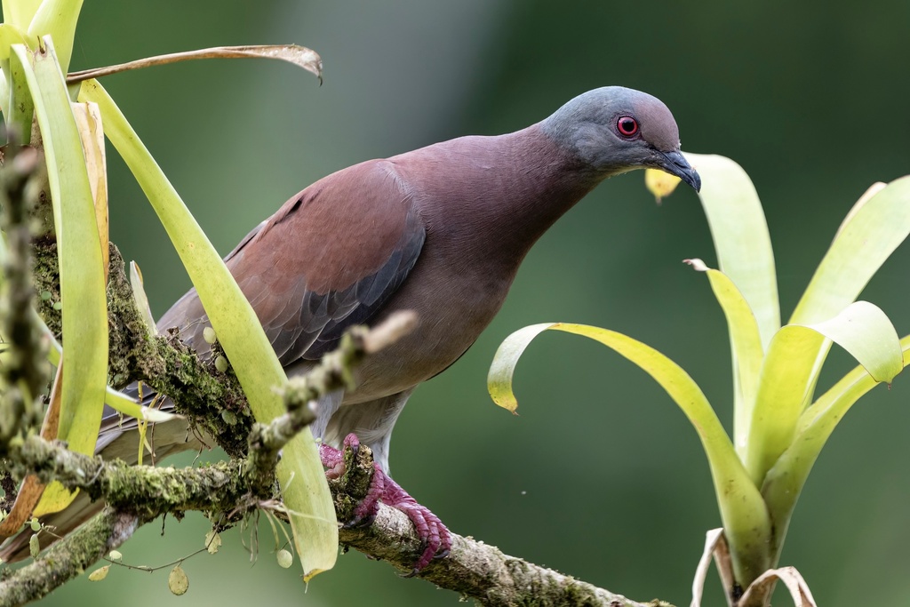 Pale-vented Pigeon photo