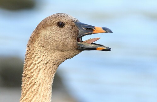 Tundra Bean Goose